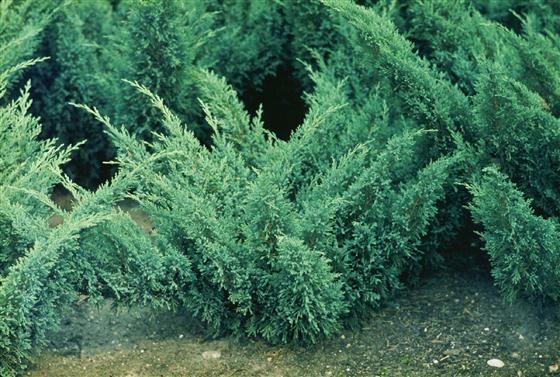 Можжевельник казацкий Блю Дануб (Juniperus sabina Blue Danube)