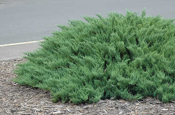 Можжевельник казацкий Тамарисцифолия (Juniperus sabina Tamariscifolia)