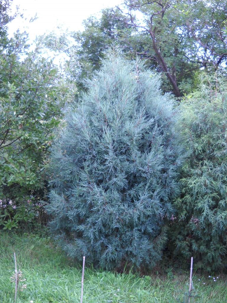 Можжевельник скальный (Juniperus scopulorum)