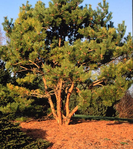 Сосна густоцветная (Pinus densiflora)