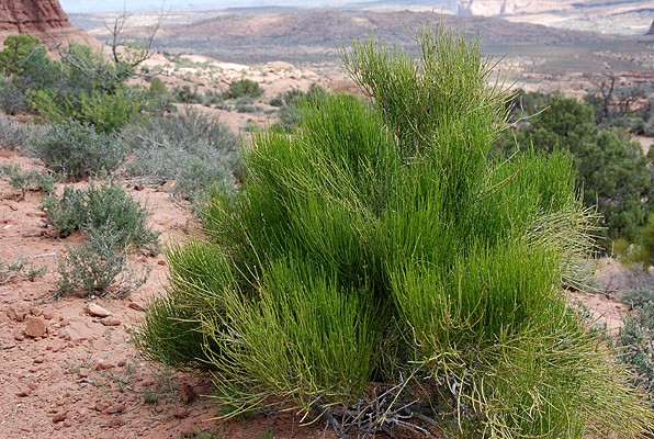 Эфедра зеленая (Ephedra viridis)