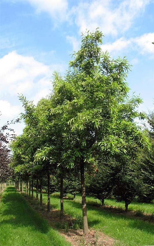 Дуб каштанолистный  (Quercus castanefolia)