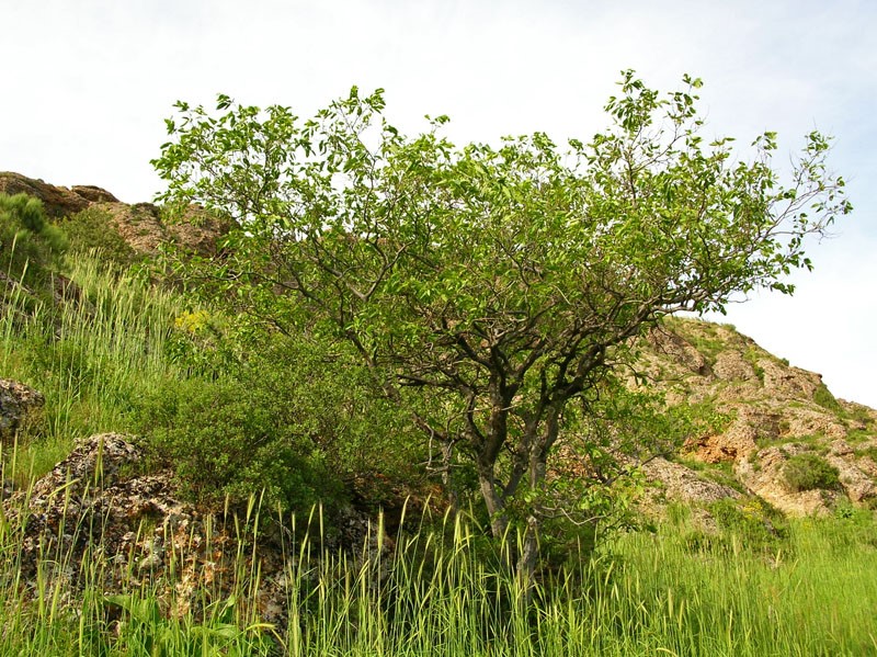Каркас кавказский  (Celtis caucasica)