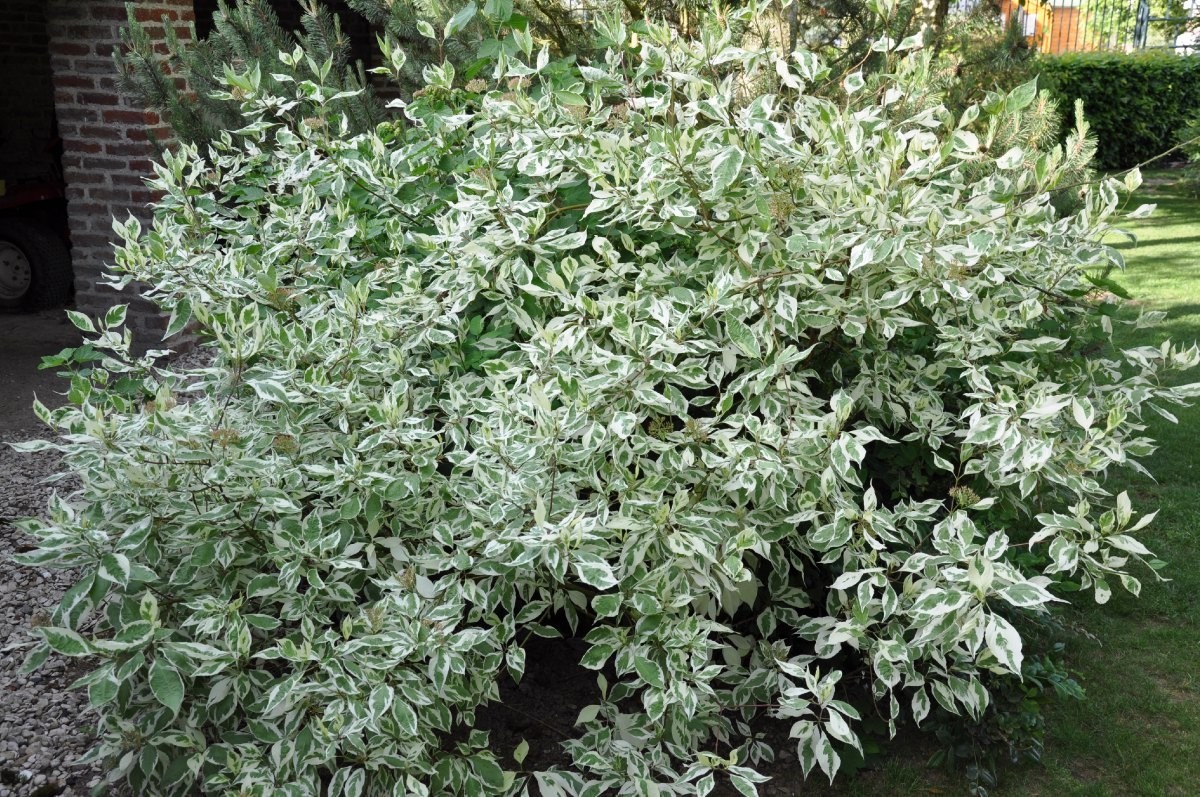 Дерен белый Аргентеомаргината (Элегантиссима) (Cornus alba Argenteomarginata (Elegantissima)