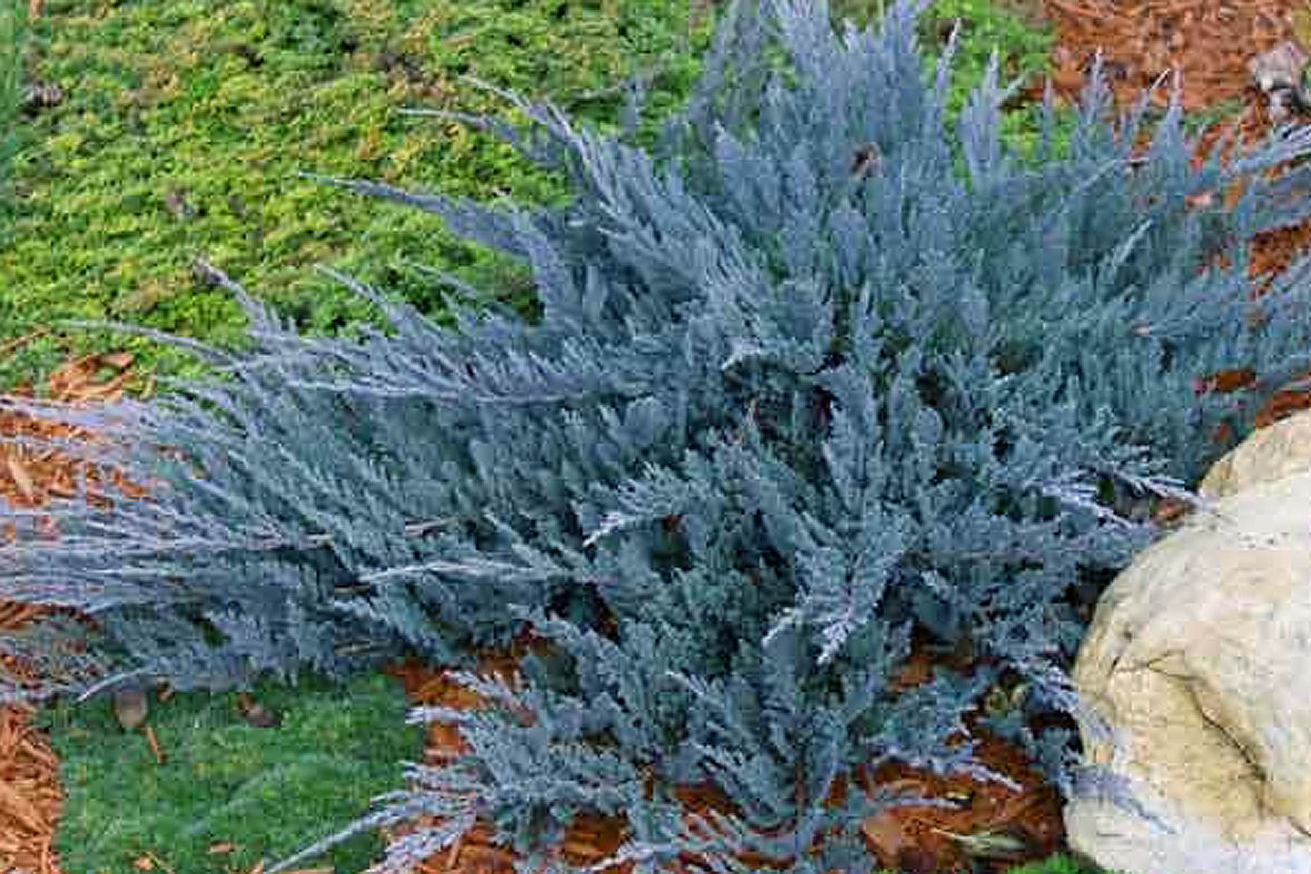 Можжевельник горизонтальный Блю Чип (Juniperus horizontalis Blue Chip)