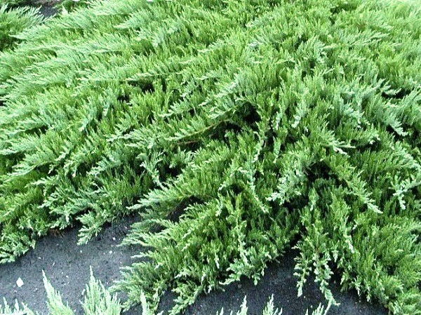 Можжевельник горизонтальный Джейд Ривер (Juniperus horizontalis Jade River)