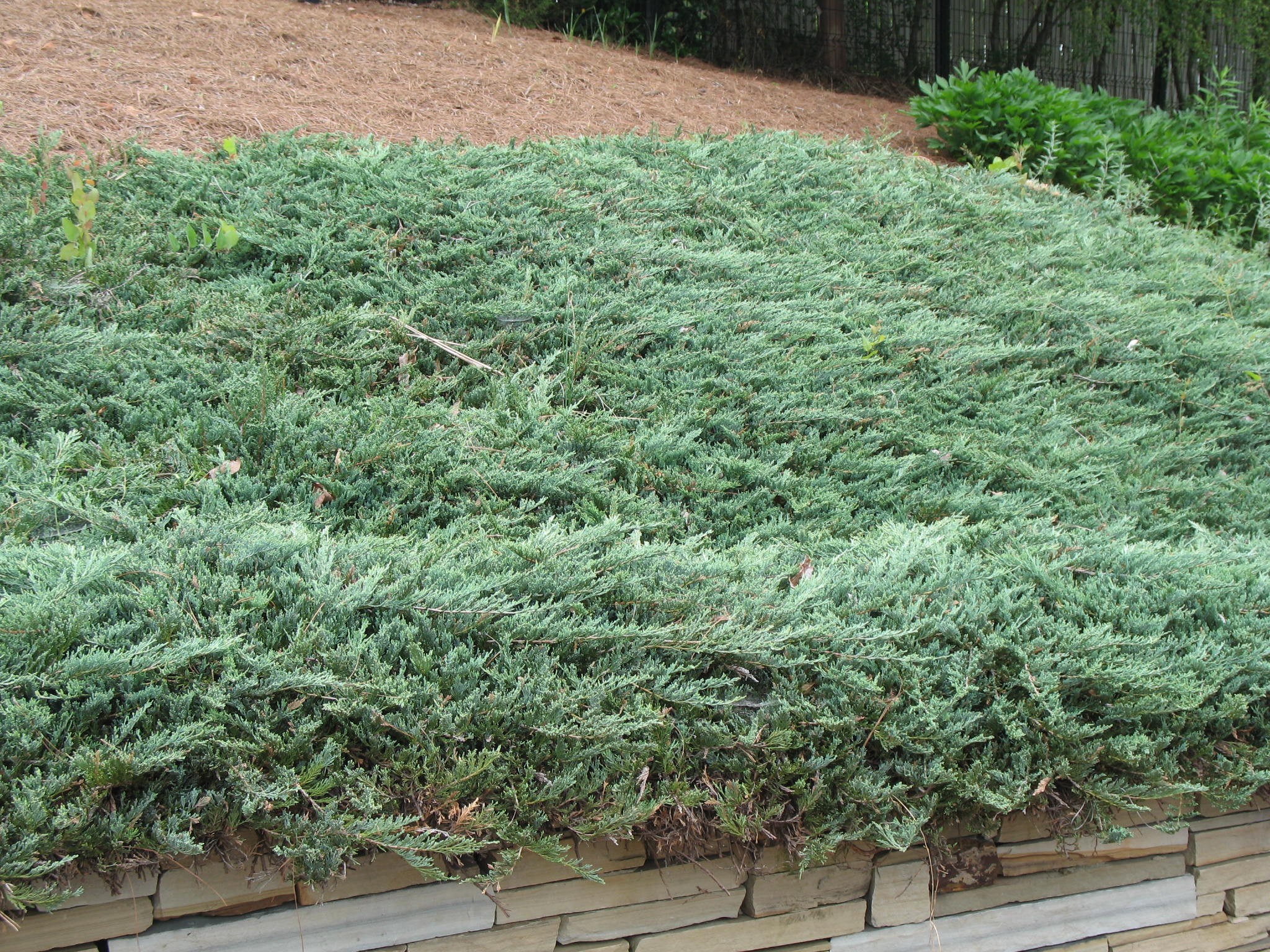Можжевельник горизонтальный Прокумбенс (Juniperus horizontalis Procumbens)