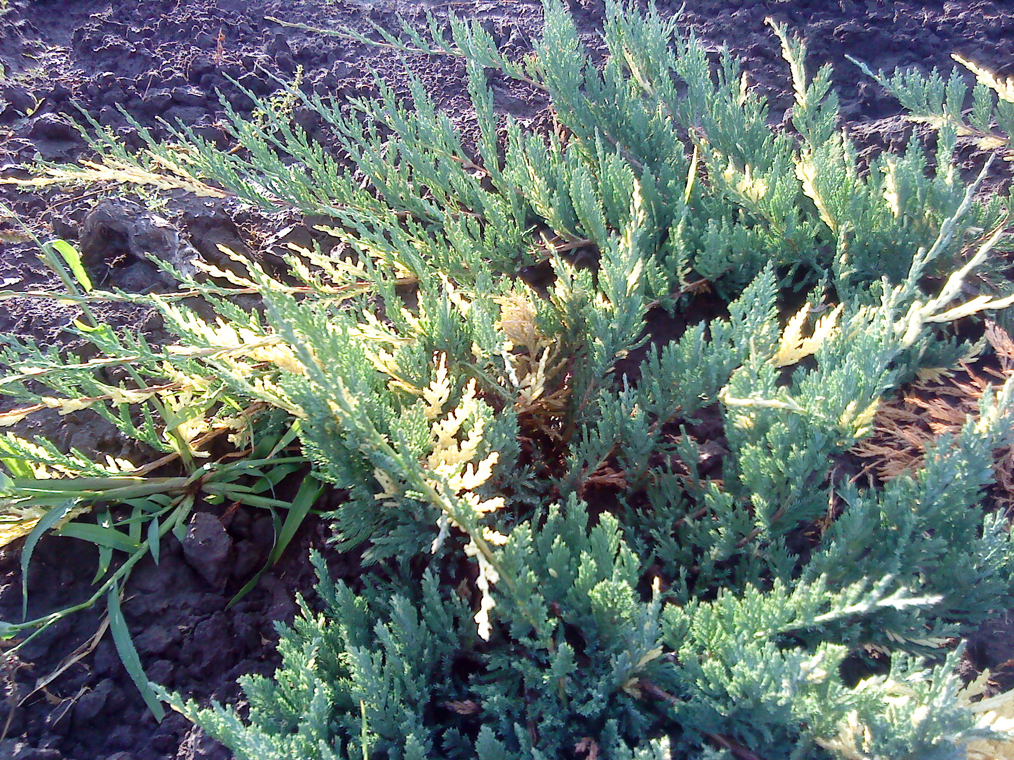 Можжевельник горизонтальный Вариегата (Juniperus horizontalis Variegata)