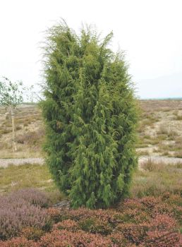 Можжевельник обыкновенный  (Juniperus communis)