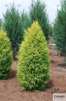Можжевельник обыкновенный Голд Кон (Juniperus communis Gold Cone)