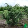 Можжевельник обыкновенный Мейер (Juniperus communis Meyer)