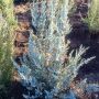 Можжевельник односеменной (Juniperus monosperma)