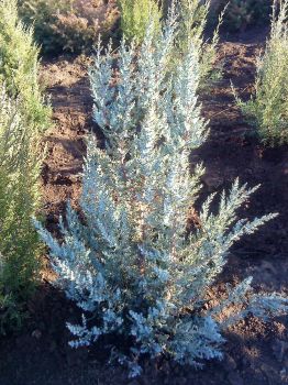 Можжевельник односеменной (Juniperus monosperma)