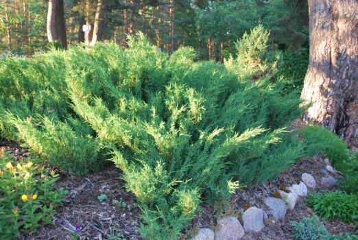 Можжевельник казацкий (Juniperus Sabina)