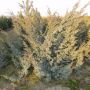 Можжевельник китайский Блю Альпс (Juniperus chinensis Blue Alps)