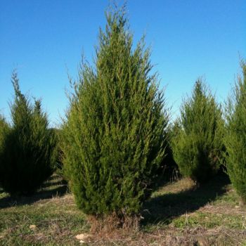 Можжевельник виргинский (Juniperus virginiana)