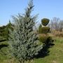 Можжевельник виргинский Глаука (Juniperus virginiana Glauca)