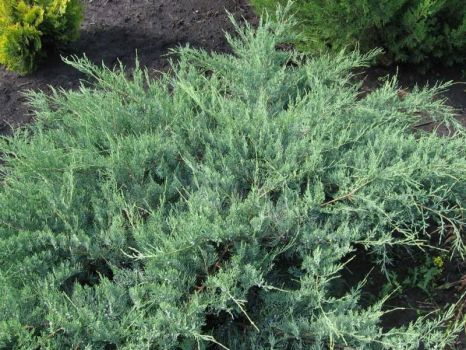 Можжевельник виргинский Хетц (Juniperus virginiana Hetz)