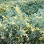 Можжевельник средний Блю-н-Голд (Juniperus x media Blue’n’Gold)
