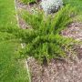 Можжевельник средний Минт Джулеп (Juniperus x media Mint Julep)