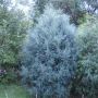 Можжевельник скальный (Juniperus scopulorum)
