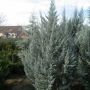 Можжевельник скальный Блю Хевен (Juniperus scopulorum Blue Heaven)