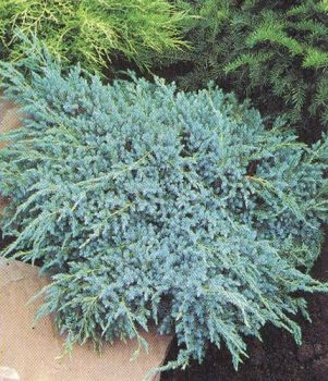 Можжевельник чешуйчатый Блю Карпет (Juniperus squamata Blue Carpet)