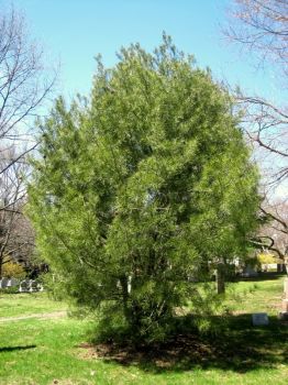 Сосна Бунге  (Pinus bungeana)