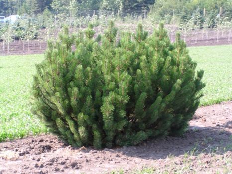 Сосна горная (Pinus mugo mugo)