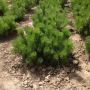 Сосна горная Пумилио (Pinus mugo Pumilio)