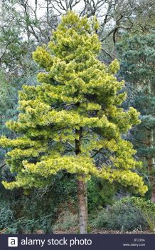 Сосна обыкновенная монгольская (Pinus sylvestris mongolica)