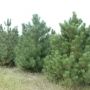 Сосна черная далмацкая (Pinus nigra dalmatica)