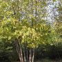 Береза западная  (Betula occidentalis)