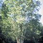 Береза тополелистная  (Betula populifolia)