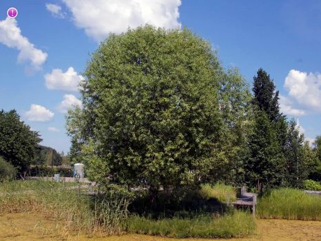 Ива ломкая   (Salix fragilis)
