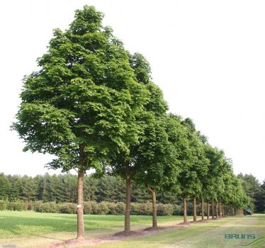 Клен остролистный  (Acer platanoides)