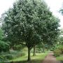 Рябина ария (круглолистная) (Sorbus aria)