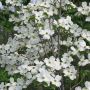 Дерен цветущий  (Cornus florida)