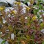 Диервилла сидячецветковая Троя Блэк (Diervilla sessilifloris Troya Black)