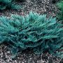 Можжевельник горизонтальный Винтер Блю (Juniperus horizontalis Winter Blue)
