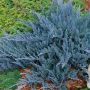Можжевельник горизонтальный Блю Чип (Juniperus horizontalis Blue Chip)