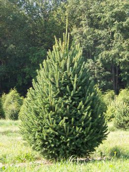 Ель канадская густая (Picea glauca Densata)