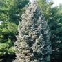 Ель канадская (Picea glauca)