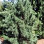 Кедр корейский (Pinus koraiensis)