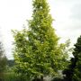 Метасеквойя глиптостробусовая (Metasequoia glyptostroboides)